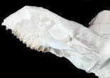 Disarticulated Oreodont (Merycoidodon) Skull - Reduced Price #78129-5